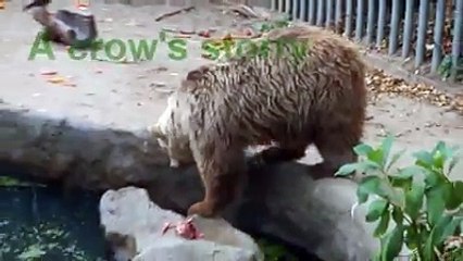 Birde ayı diyoruz.. (Kesinlikle izleyip paylaşın)