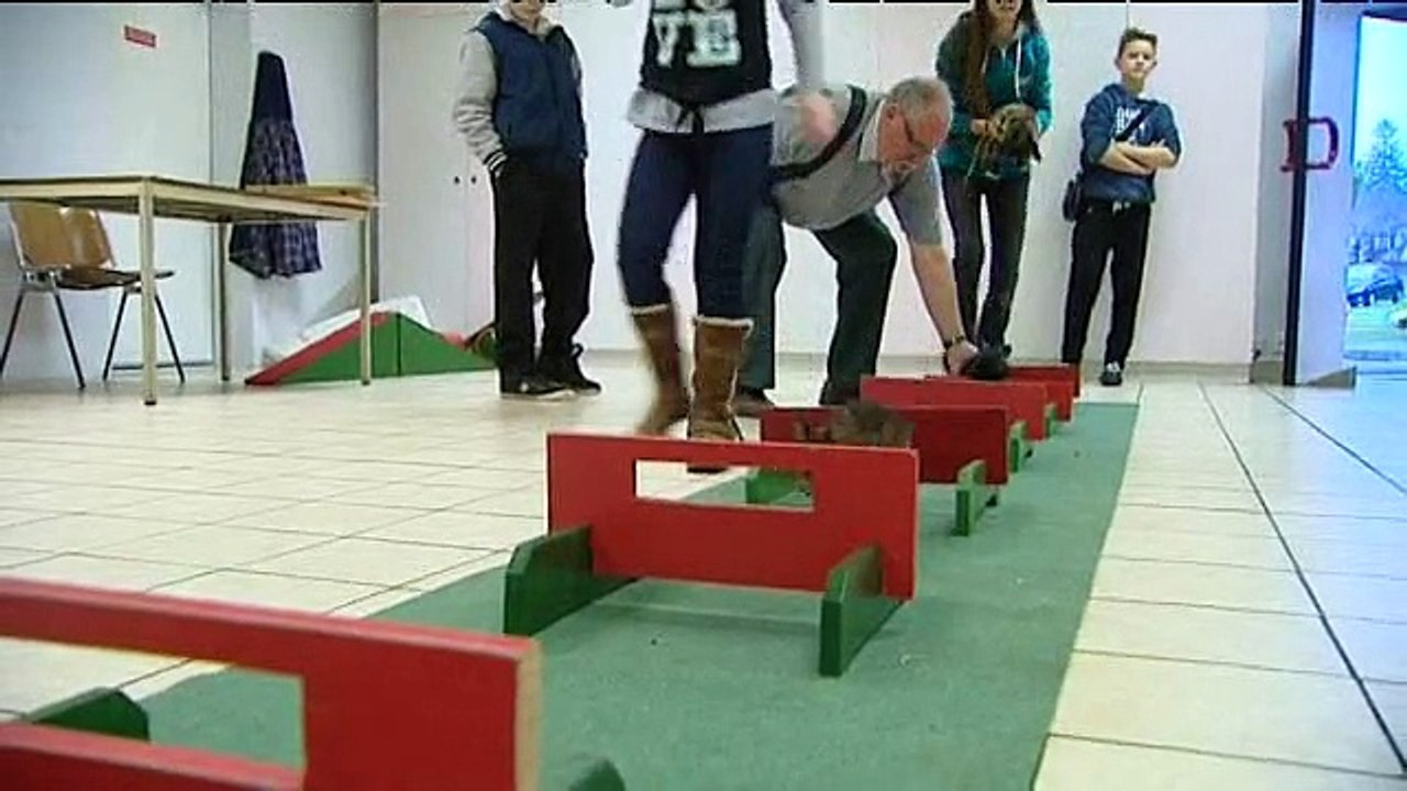 Agility pour Lapin