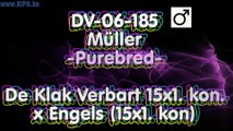 DV-06-185 Verbart 15x1. kon. x Engels 15x1.KULBACKI RACING PIGEON STUD- Hodowla Gołębi Sportowych!