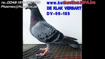 DV-039-14-8507 VERBARTH DE KLAK 15x1. KULBACKI RACING PIGEON STUD- Hodowla Gołębi Sportowych!
