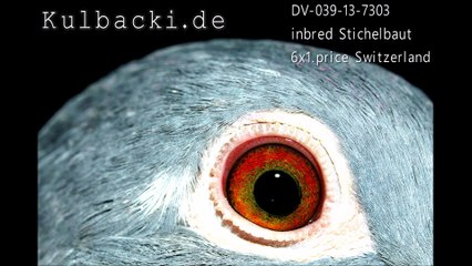 DWIE SUPER SAMICE CZYSTA KREW STICHELBAUT 6x1,kon Szwajcaria!