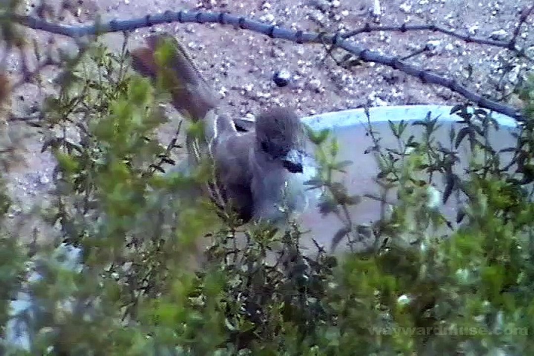 Spying on the Ash-Throated Flycatcher
