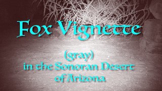 Fox Vignette in the Sonoran Desert
