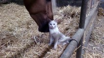 Amigos dos carinhos: Cavalo adora lamber o seu amigo gato… Super fofo!