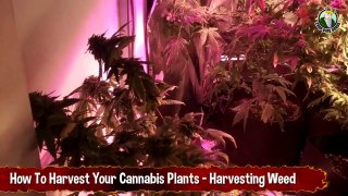 How To Harvest Your Cannabis Plants - Harvesting Weed