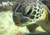Friendly Turtle Presents His Undersea Treats
