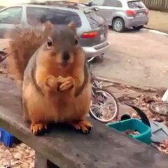 Amazing and Cute speaking grateful squirrel!