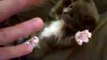 Omg This kitten being tickled is super cute!!