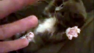Omg This kitten being tickled is super cute!!