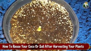 How To Reuse Your Coco Or Soil After Harvesting Your Cannabis Plant