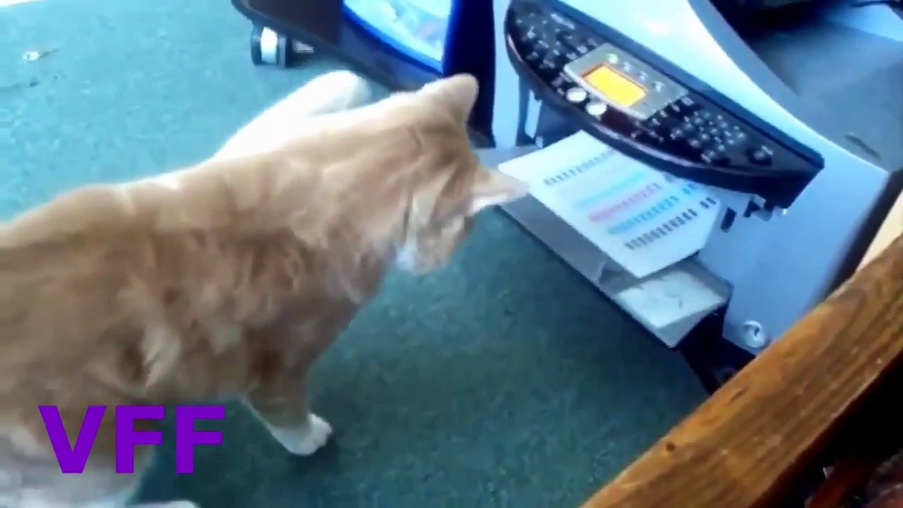 Cats Fails Compilation - Funny Cats ump Fails Compilation 2015 HD