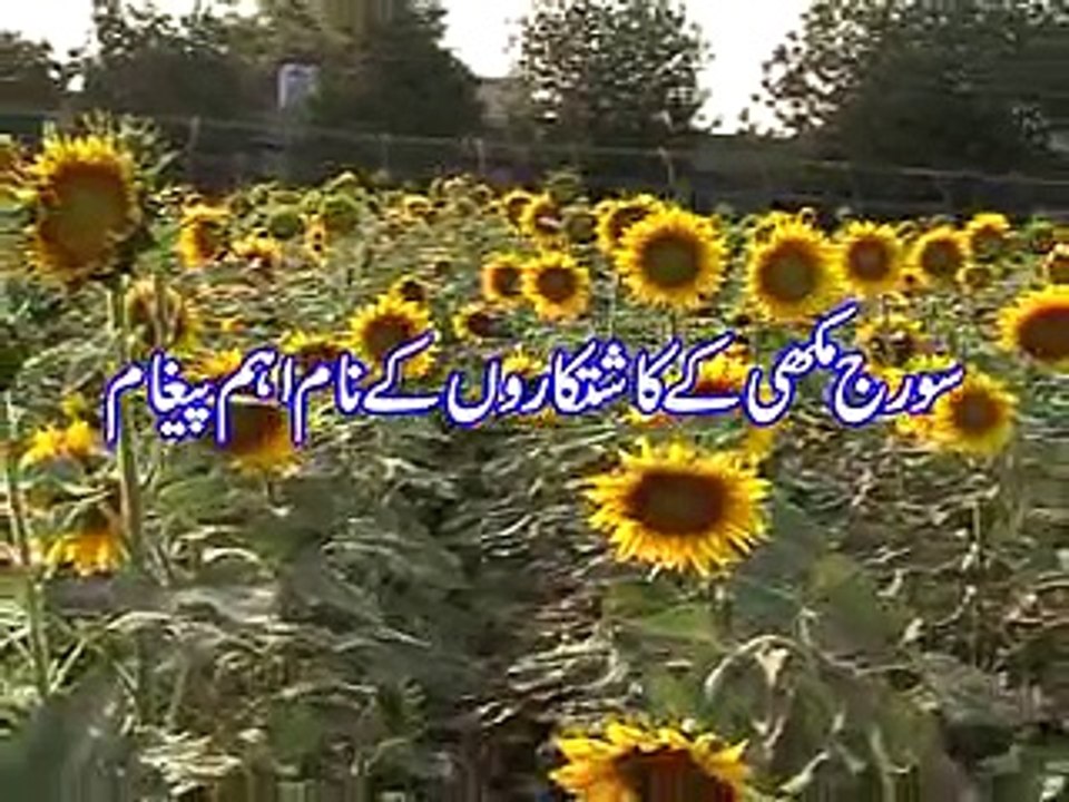 Sunflower Kahadooo ka istmaal 15-01-15