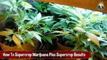 How To Supercrop Marijuana Plants Plus Supercropping Results
