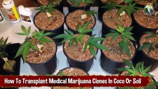 How To Transplant Medical Pot Clones In Coco Or Soil - Growing Weed