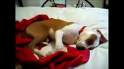 Dogs Having Bad Dreams - Funny Compilaion