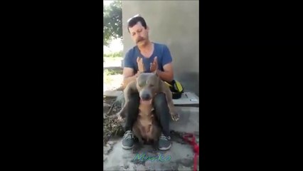 Funny Pitbull Enjoys Massage Session