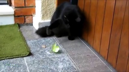 Mean Praying Mantis Fights Black Cat