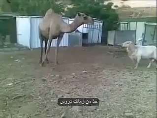 Camel playing with sheep