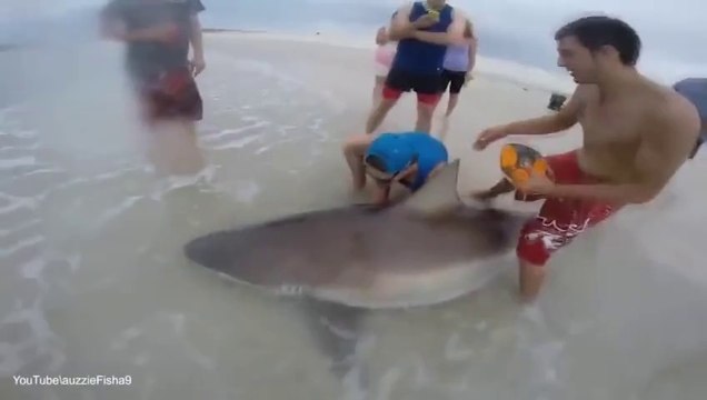 Massive shark caught off the coast of South Australia