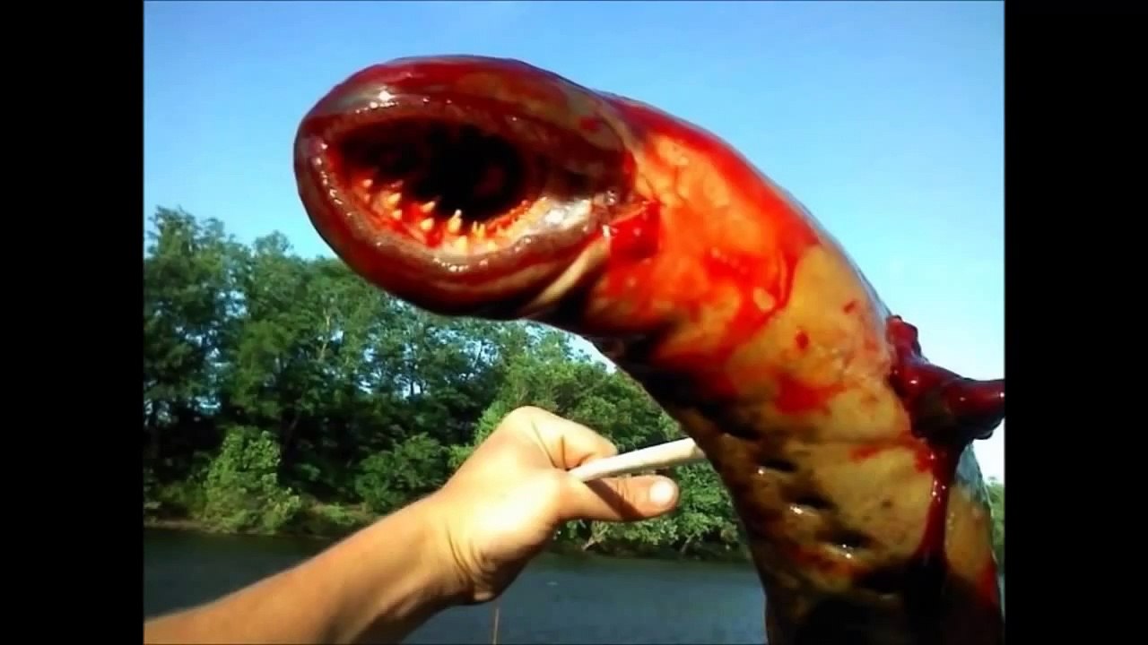 Strange and Amazing Creatures