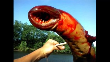 Strange and Amazing Creatures