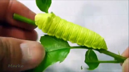 Weird Squeaking Caterpillar