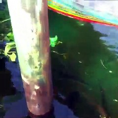 Hundreds of big Fish get together