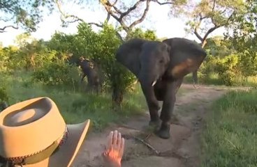 4 Tonluk Kızgın Fili Tek El Hareketiyle Durdurdu