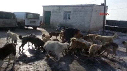 Kars Sokak Hayvanlarına Barınak İçin İmza Kampanyası