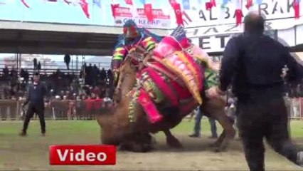 Kumluca'da Deve Güreşi Heyecanı