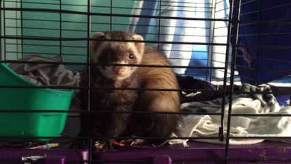 ferret quick glance