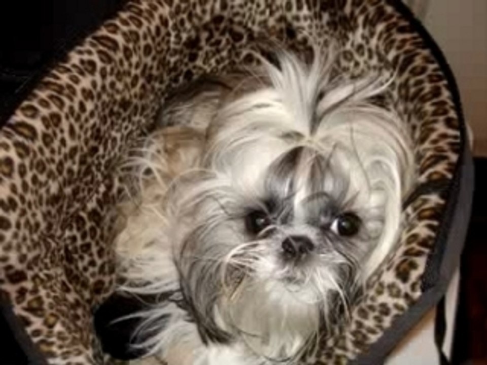 MEDECINES DOUCES 2006