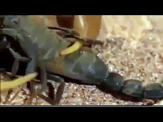 SCORPION VS. SCORPION - Discovery/Animals/Nature