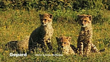 Gepard Tiere Wildness Animals SelMcKenzie Selzer-McKenzie