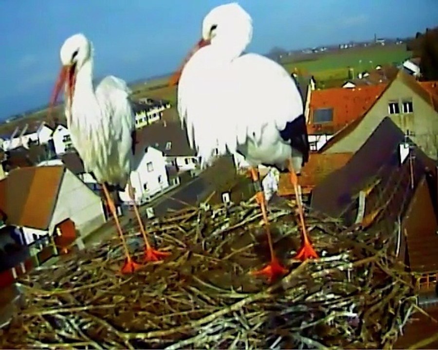 25.01.15  un peu de toilette / ein bißchen körperpflege