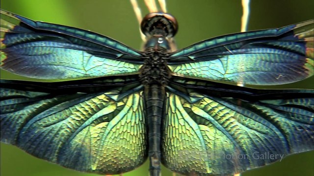 BBC HD Demo - Motion Gallery: Japan