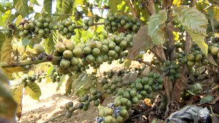 Seca no Sudeste atinge as plantações de café no Espírito Santo