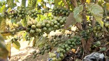 Seca no Sudeste atinge as plantações de café no Espírito Santo