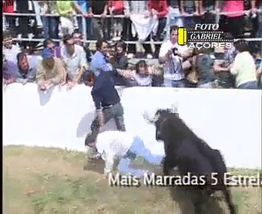bull