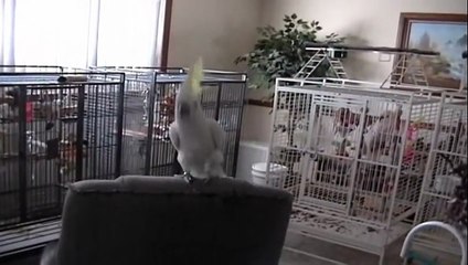 Conoce a  "Snowball"  la cacatúa rockera