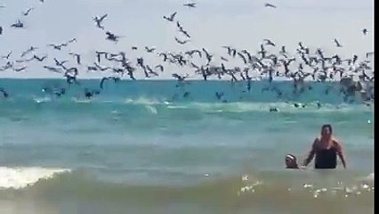 Birds Best flying video very intresting
