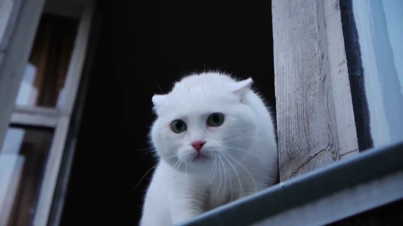 Crazy cat defends home - Chat fou monte la garde