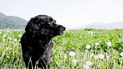 Free tips for house training dogs