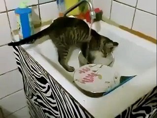 Un chat qui fait la vaisselle !