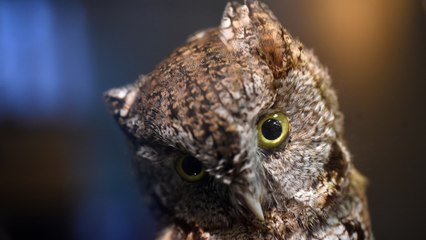 Kids at Rock Creek Park see what owls ate