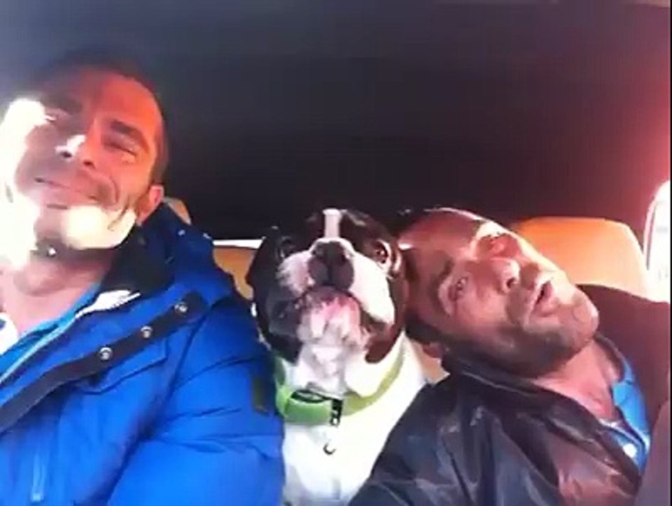 Ce Bulldog Français est un véritable crooner !
