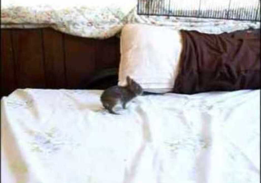 Bunny's Leap to the Window Lets Him Down
