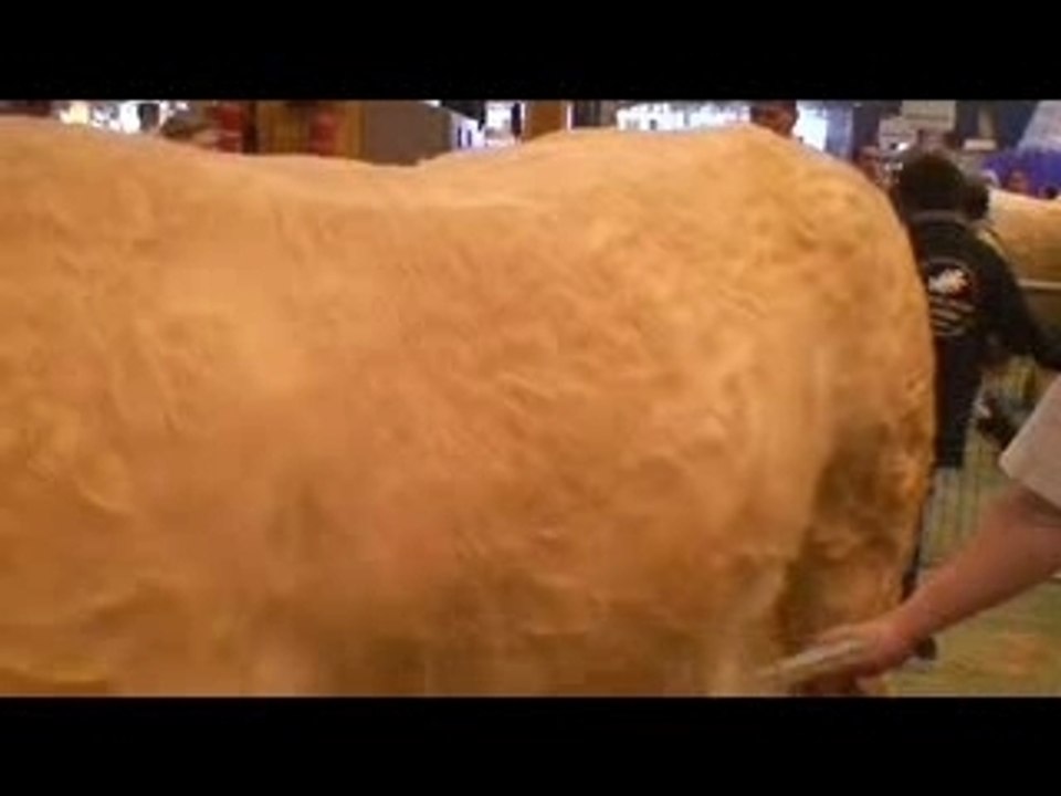 Le Concours Charolais