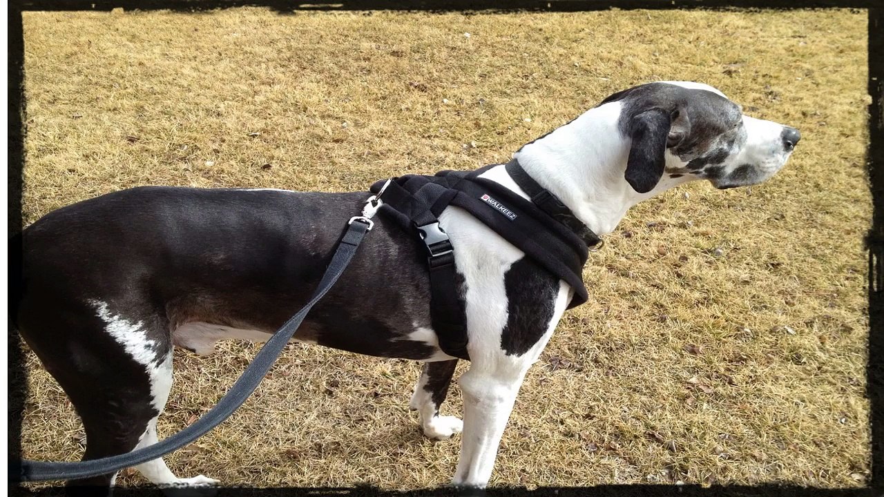 Dog training with a training collar or choke collar