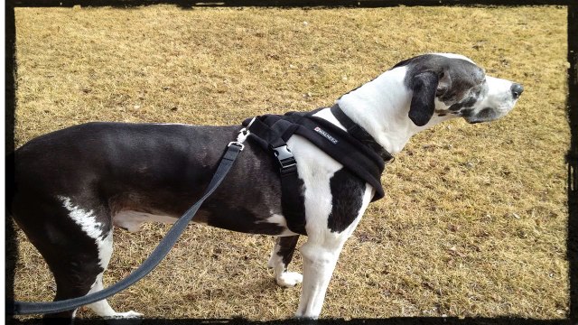 Dog training with a training collar or choke collar